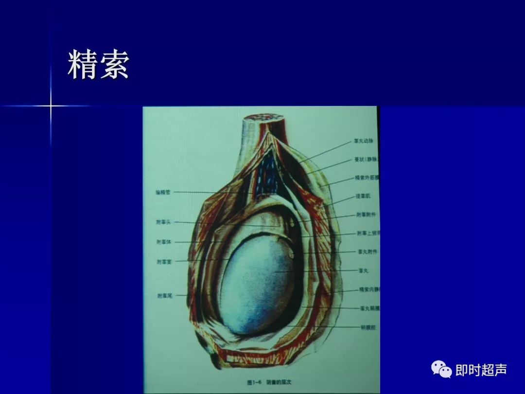 正常血流][睾丸坏死无血流][睾丸及附睾扭转][阴囊血肿][睾丸破裂]