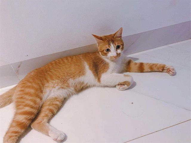 普贝斯部分橘猫长不胖的原因大揭秘