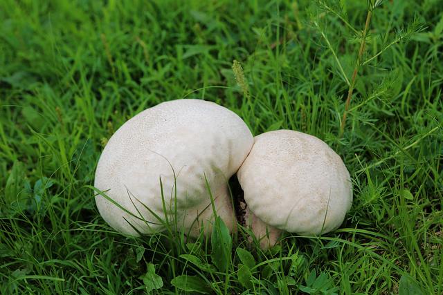 由于草原蘑菇以前都通过河北省张家口市输往内地,张家口是蒙古货物的