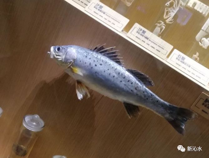 海底动物怎么活动 a737d3214caf42759eb6fc19ae5e55a7.jpeg