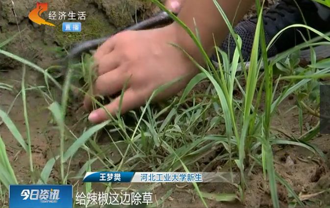 【圆梦行动】597分考上理想大学,但他可能要被迫放弃了