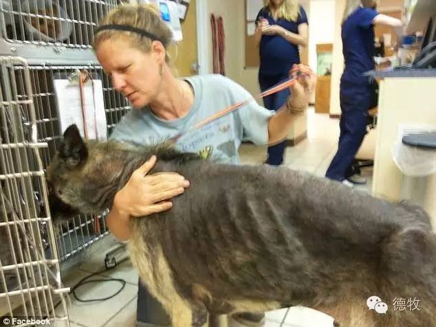 狗为啥会被锁原理 b3c0b2d104b8487383947a765cf59556.jpeg