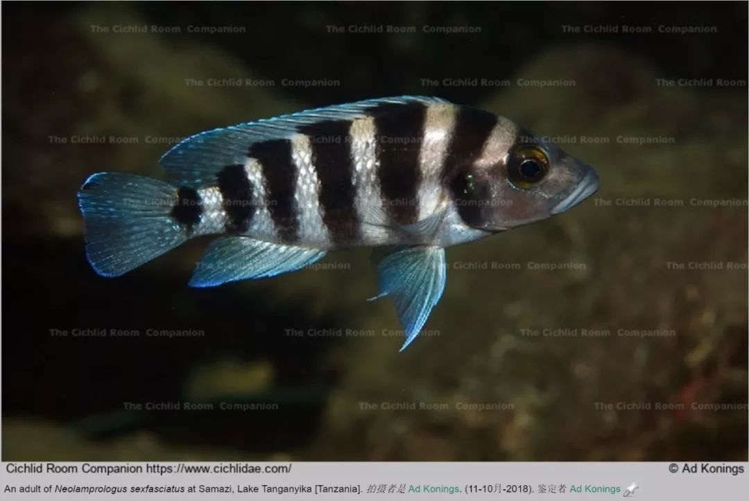 萨沃里天堂鸟'斑马燕尾'neolamprologus savoryi