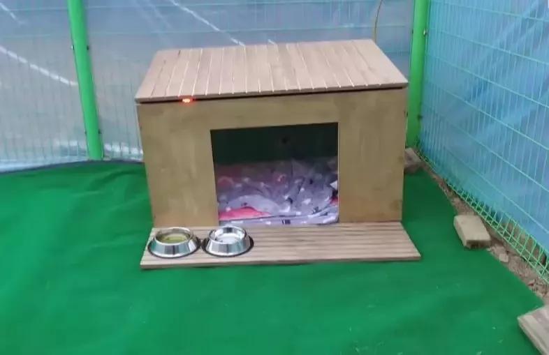 一入睡就尖叫抽搐哭泣,这条狗已经将近一年没