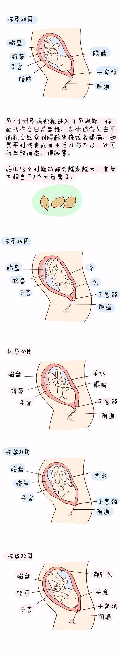 【孕产知识】孕育宝宝的详细过程,看完心都化了