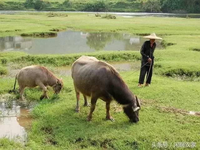 八九十年代,农村家家养牛,现在为什么很少有人喂养了?_耕牛