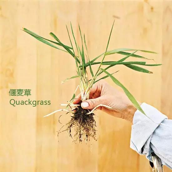 婆婆丁图片及识别方法 d8c02253bfb64754bb56244253cdfbe6.jpeg