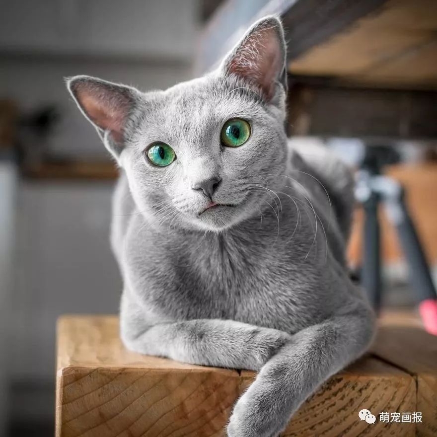 拥有美丽绿宝石眼睛的蓝猫美如精灵