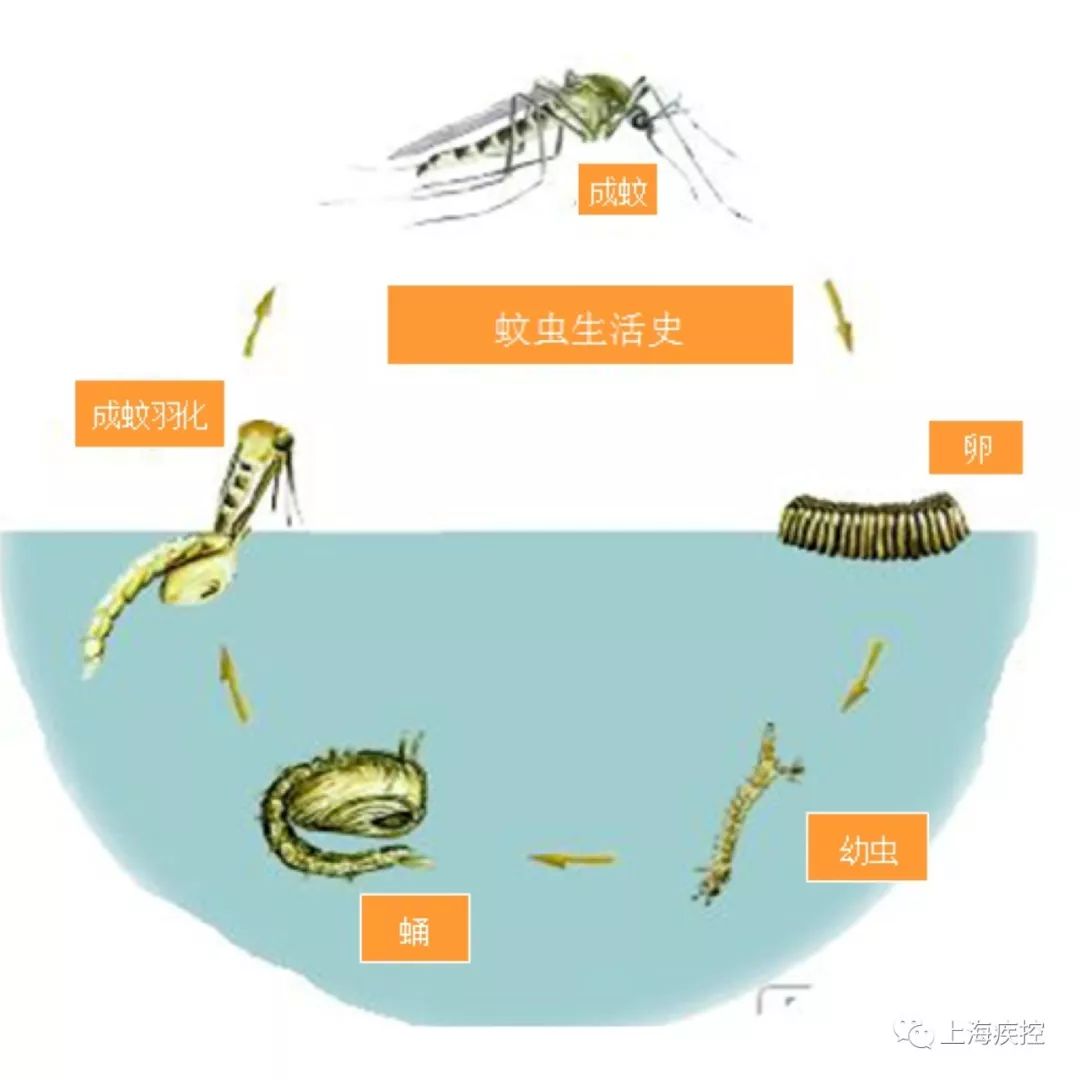 利奇马走了,但一大波蚊子正在赶来的路上.