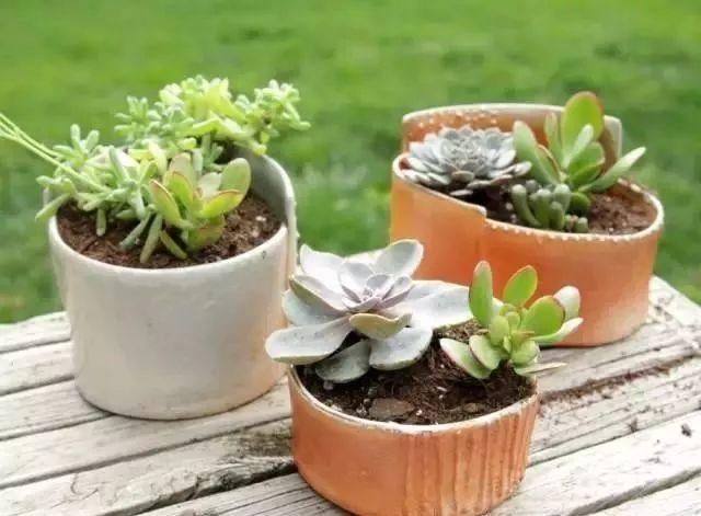 多肉如何浇透水 ed3ae48ee4f44f368225a0a1dd8574c8.jpeg