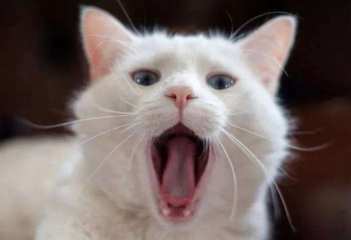 猫口炎口服泼尼松龙时间,猫口炎服用泼尼松龙