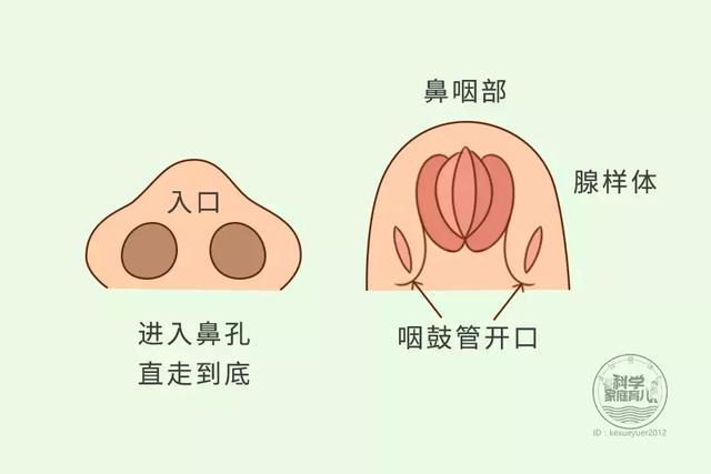 宝宝鼻塞,打鼾?用药还是动手术看7点