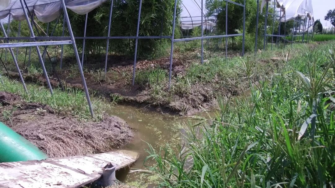 笋是什么时间种植的 f3caa5394cfc43f98dd4de497ba1d73d.jpeg