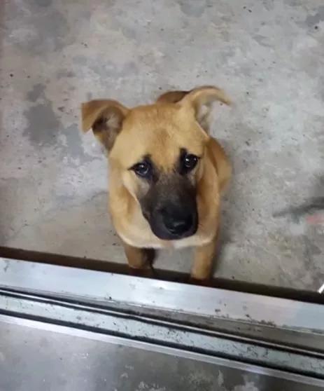 一入睡就尖叫抽搐哭泣,这条狗已经将近一年没