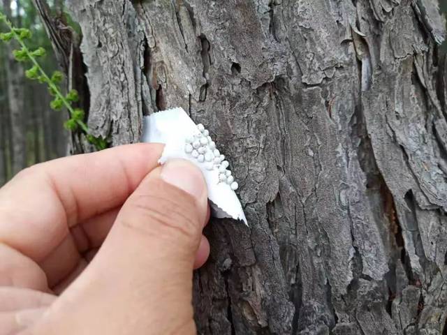 生态建设森防站利用赤眼蜂防治松毛虫