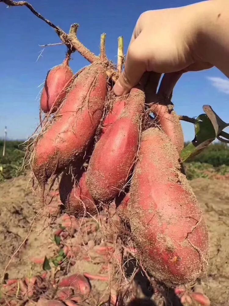 8月爆款!薯界第一网红——六鳌蜜薯