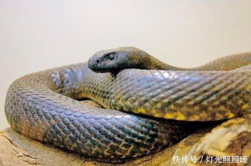三十七岁属蛇的什么命 03a66423a6af4122805495031a34199d.jpeg