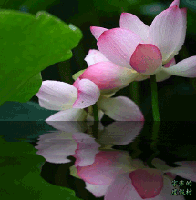 【音画诗赏】静水听荷