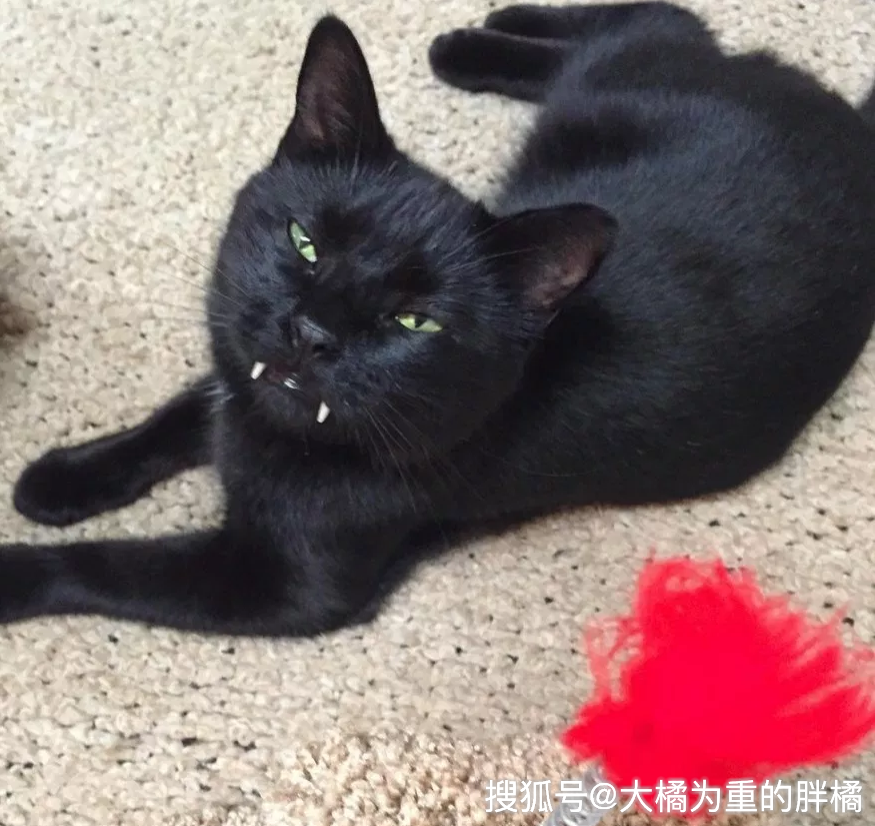 小黑猫老总_小黑猫卡通图片(2)