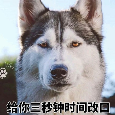 二哈哈士奇系列表情包 