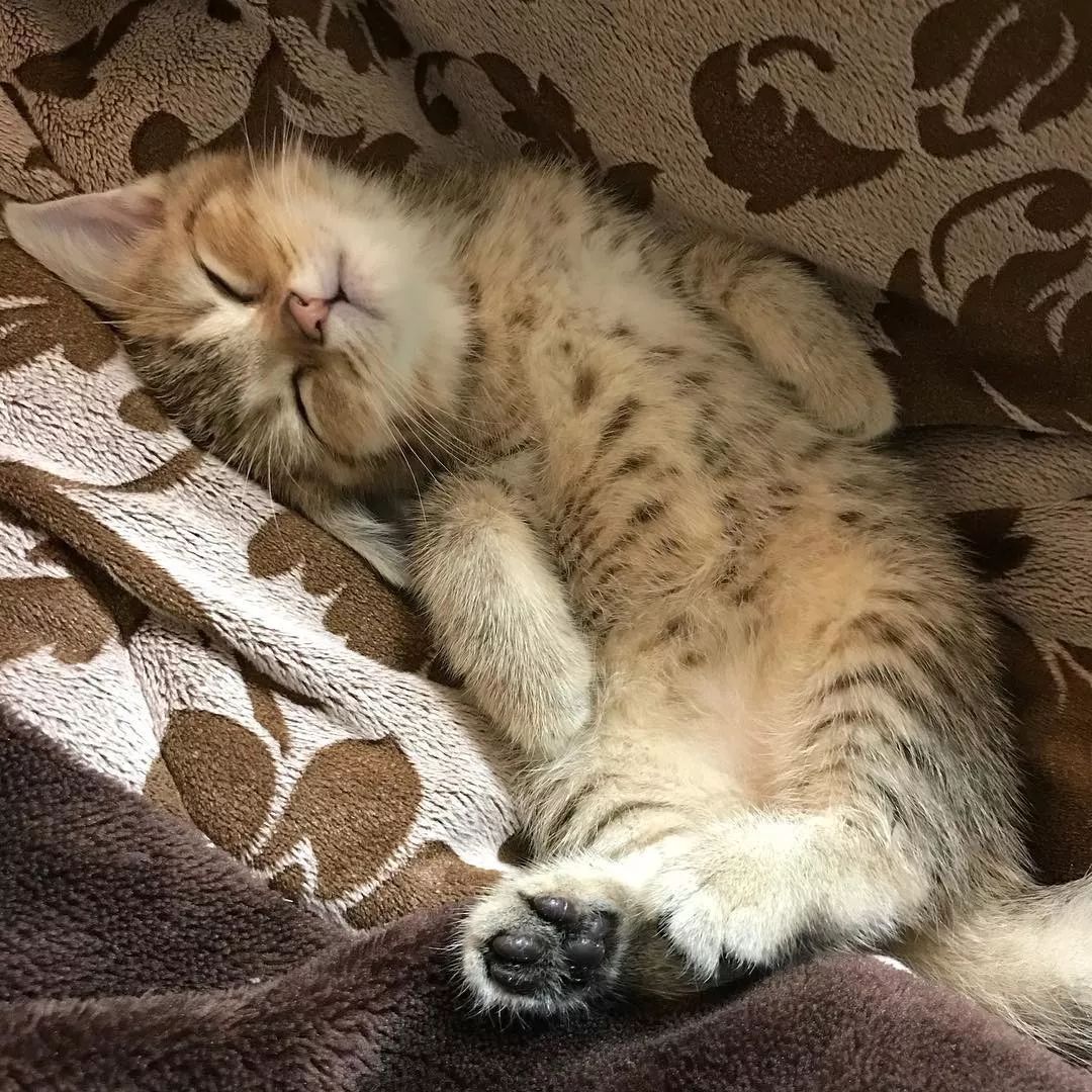 日本一小奶猫成精，睡姿萌化网友