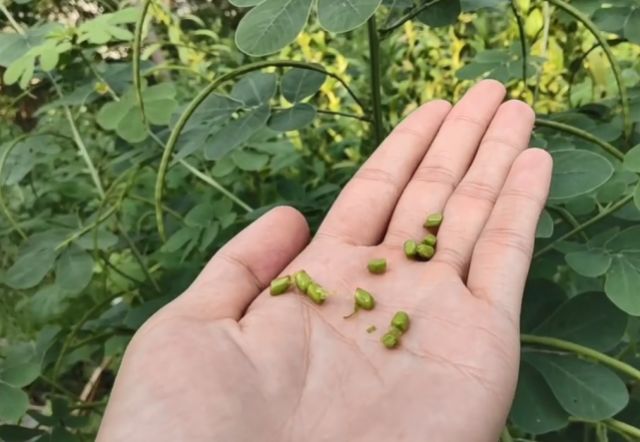 农村路边一种植物,剥开果实像绿豆,经常泡水喝眼睛越来越明亮