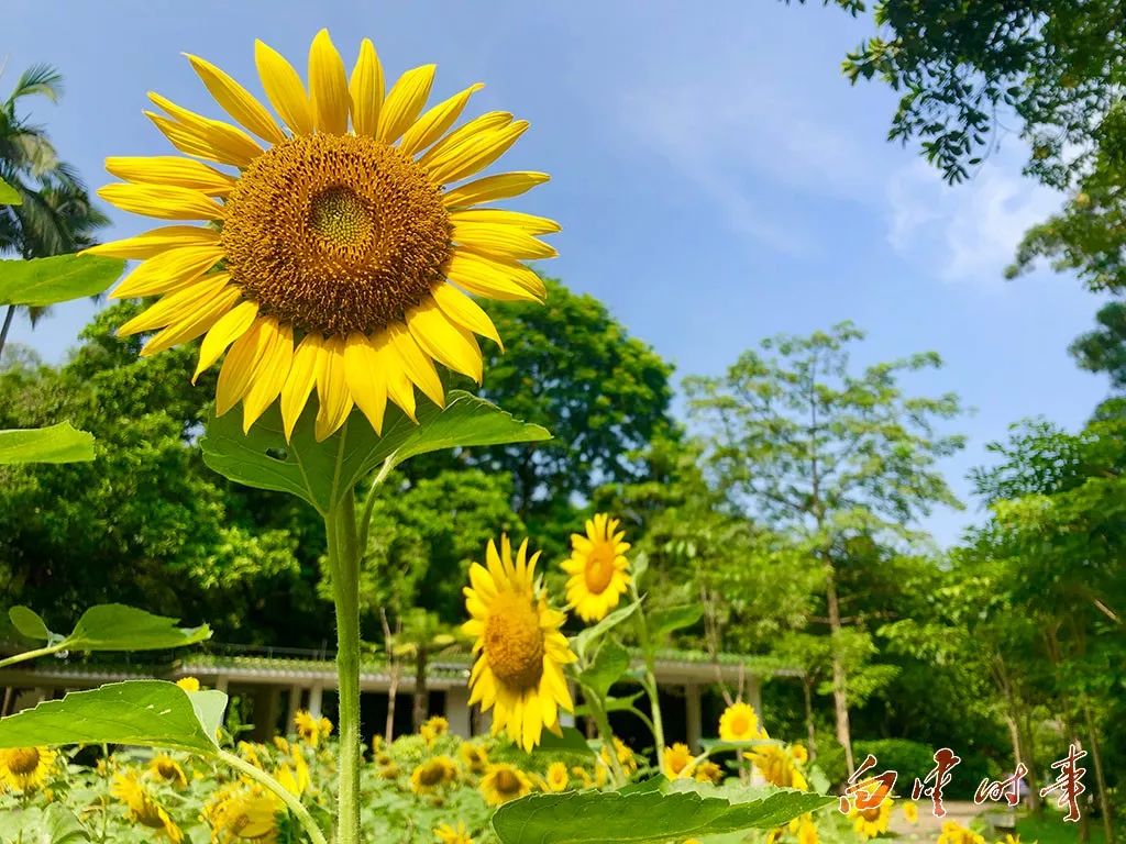 来白云山打卡这里有一片1200平方米的向日葵花海