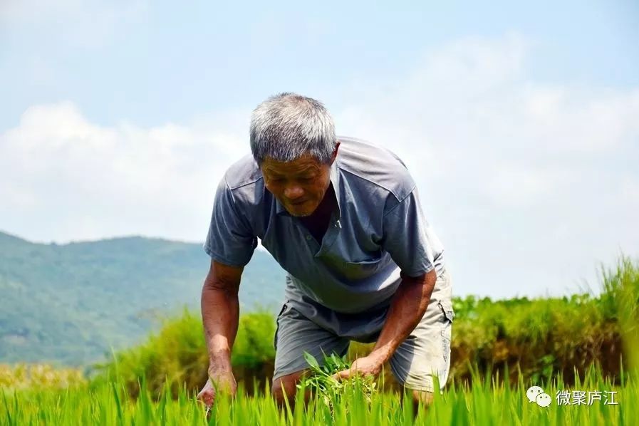 庐江县白湖镇陶冲村农民顶着烈日在田地里除草