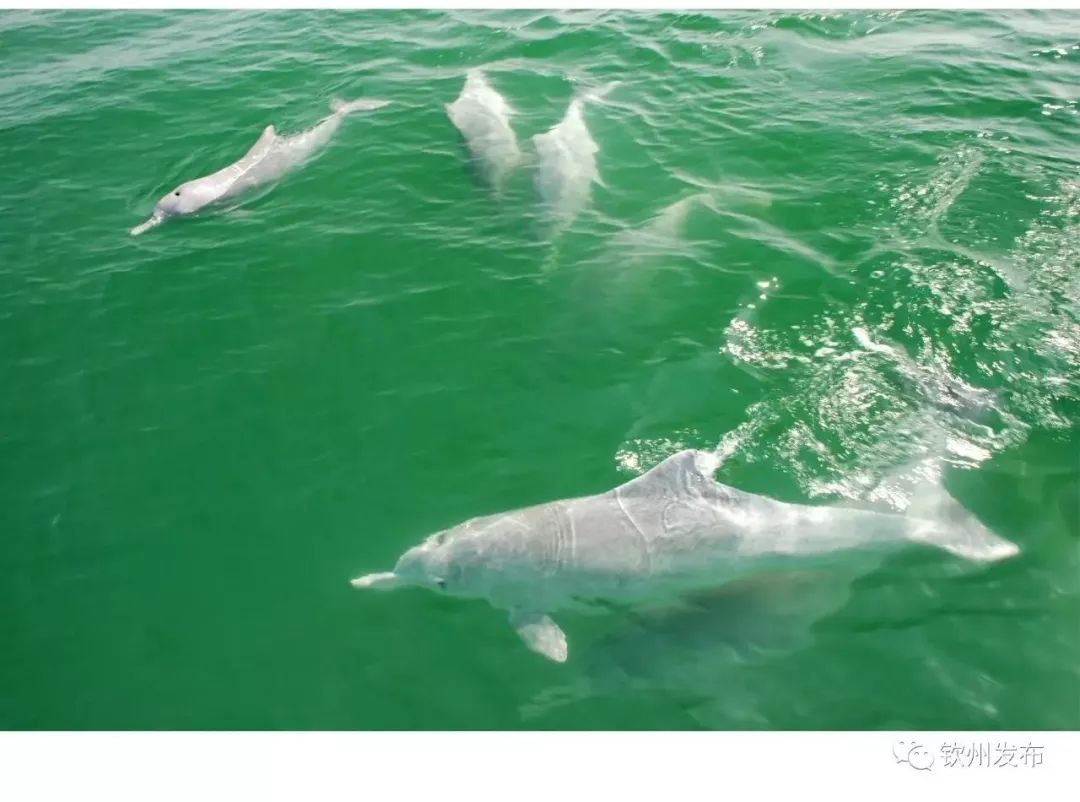 中华白海豚畅游三娘湾-广西高清图片-中国天气网