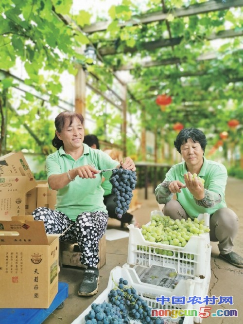 8月6日,北京市密云区巨各庄镇的北京利农富民葡萄种植专业合作社里