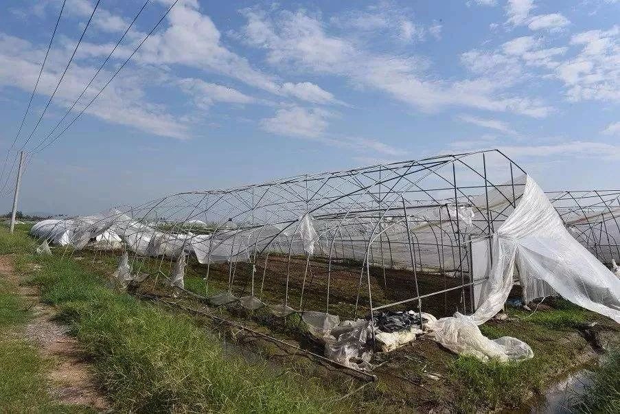 惨痛！1.8万个大棚被淹，损失10亿，寿光再遭“灭顶”水灾......