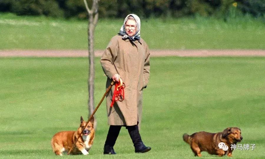 英国首相的唐宁猫女王的柯基犬政坛大佬的宠物也是大明星