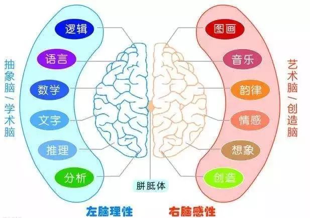 左右手怎么分别 69d5c0e988d649ba9a9c3fc75579db76.jpeg
