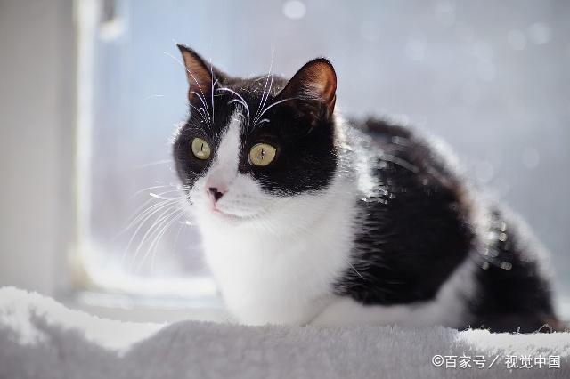 背猫带对猫咪好不好