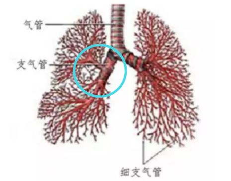 宝宝流鼻涕咳嗽老不好怎么办