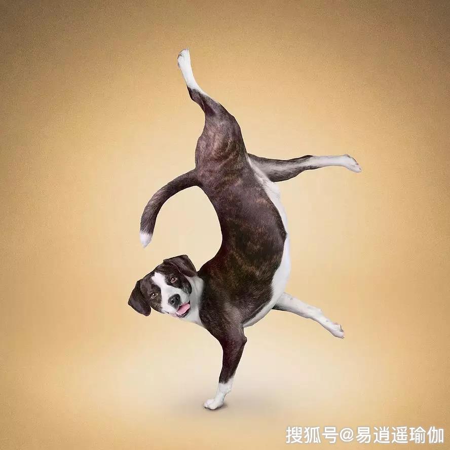 某些事情我们可能连狗都不如比如