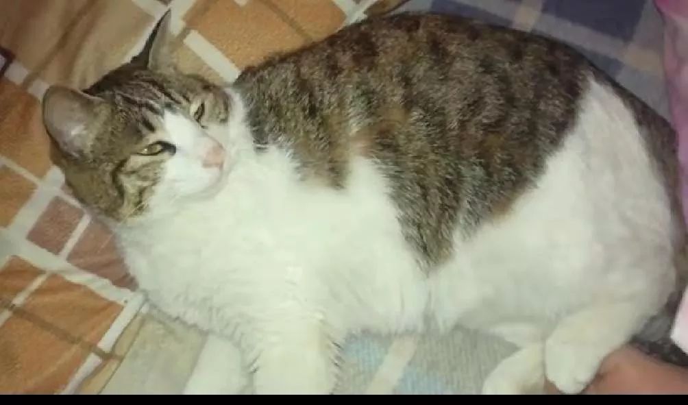 专业修车的猫 966fae1aac4946d69cacb90cab223cb4.jpeg