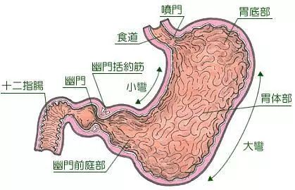 性器官,是由好几层肌肉构成的一个"房子,胃壁最内层是各种胃腺体细胞