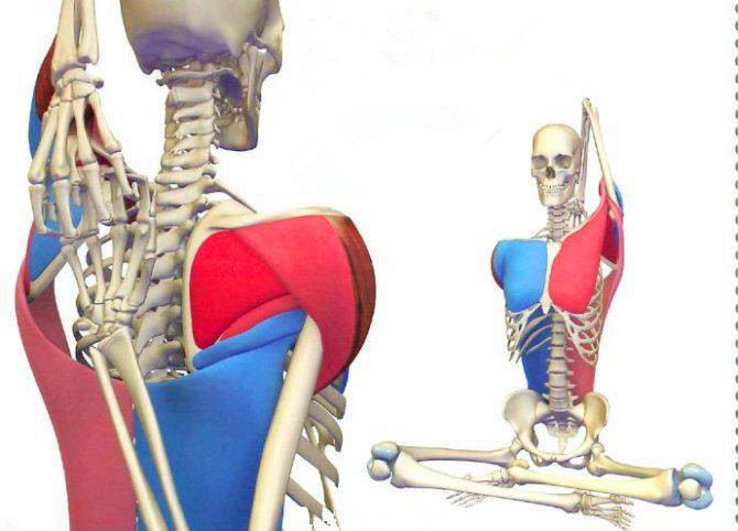 如何拉伸肩胛肌肉 a34ccd5a338a4e6e895535709979ba36.jpeg