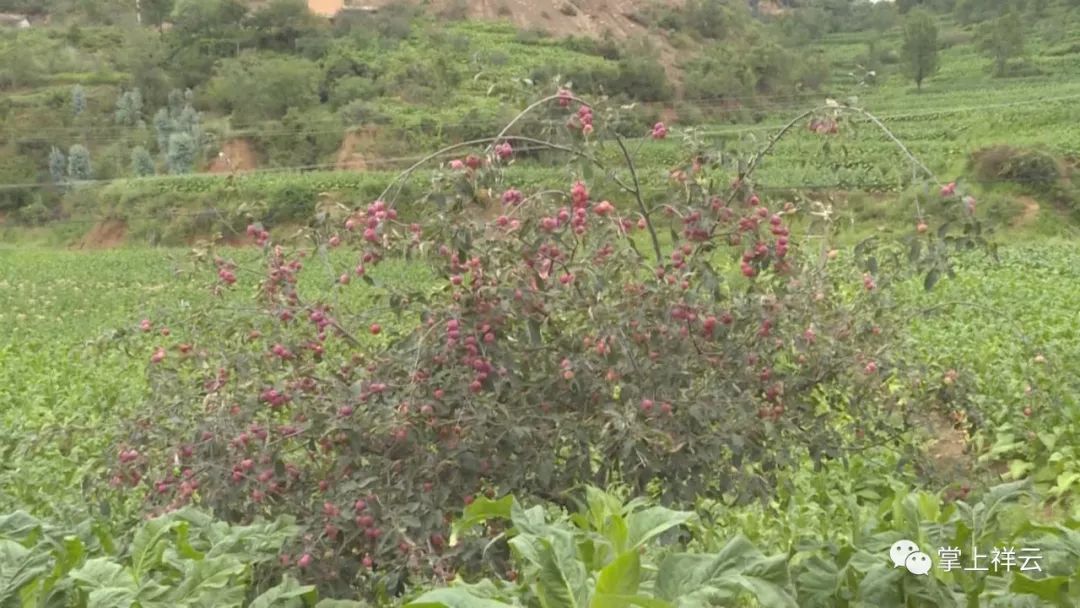 芹菜沟村花红种植户 阮正贵"我们村从民国时候,祖祖辈辈就开始种花红