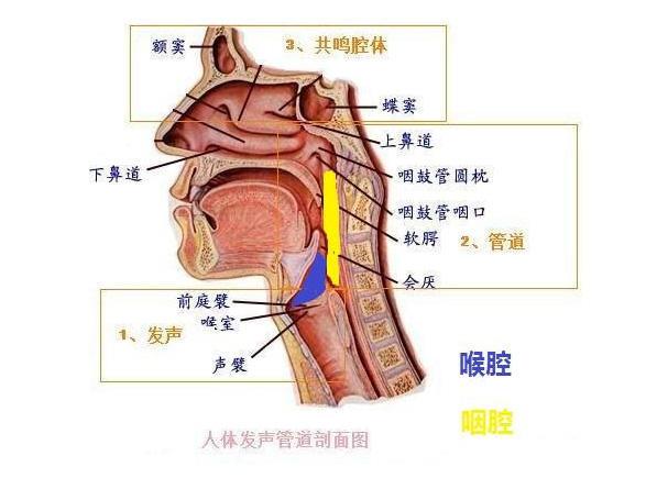 这个腔体体积较大,在歌唱过程中作用极为重要,它的共鸣音响好坏会直接