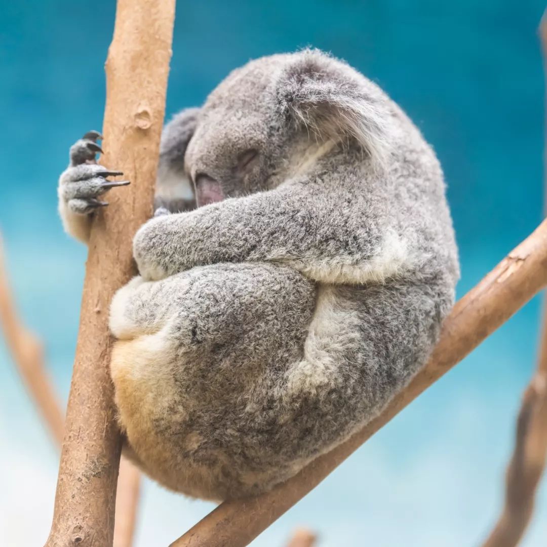 考拉在路上 ad9fd42f0d29489baf42e18027ffc4fd.jpeg