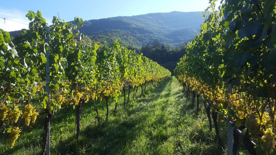 2018财年意大利葡萄酒企业营收排行榜:第6-第
