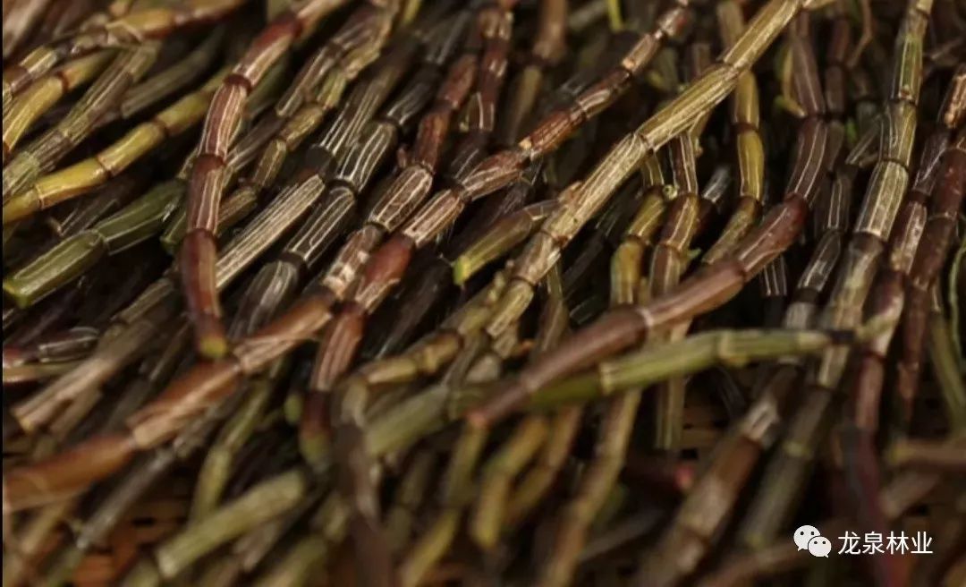 品质好的铁皮石斛粉 b825f3d97b0447b98d67e0fb5e594c53.jpeg