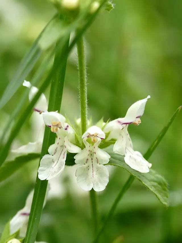 8月14日狮子星座花「百日菊&石蚕花」