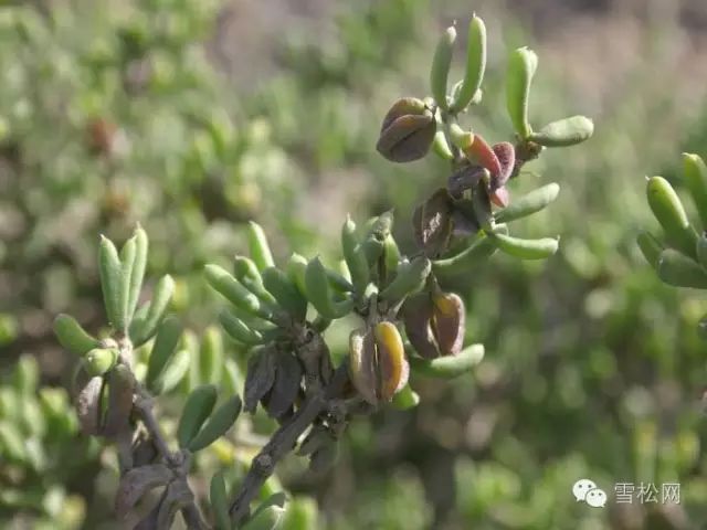 四合木四合木,牻牛儿苗目,蒺藜科,四合木属植物,落叶小灌木,是中国特