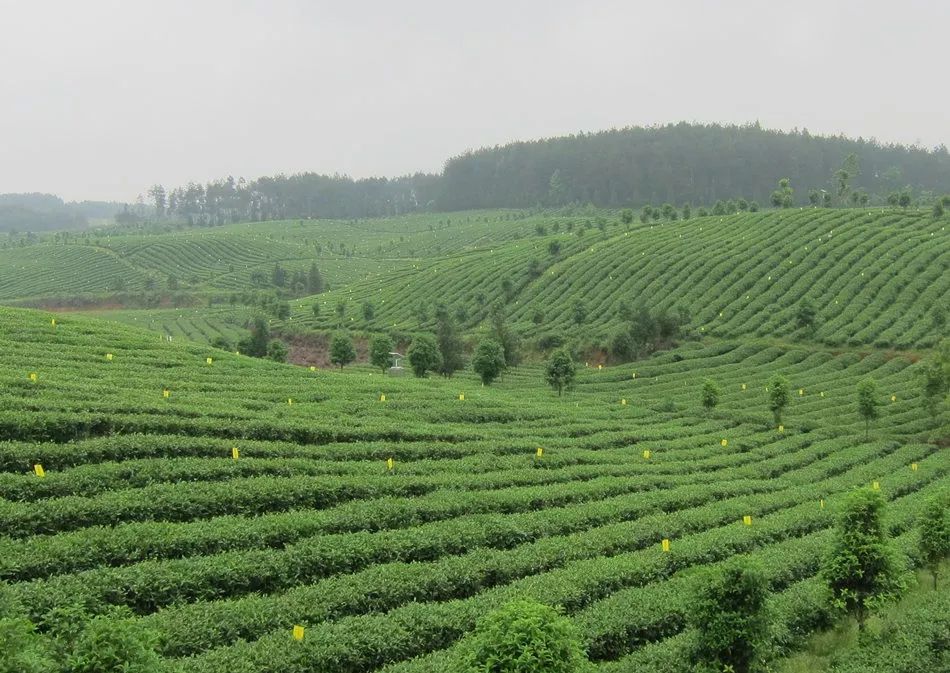 凤冈县田坝有机茶叶生产示范园区茶叶种植基地