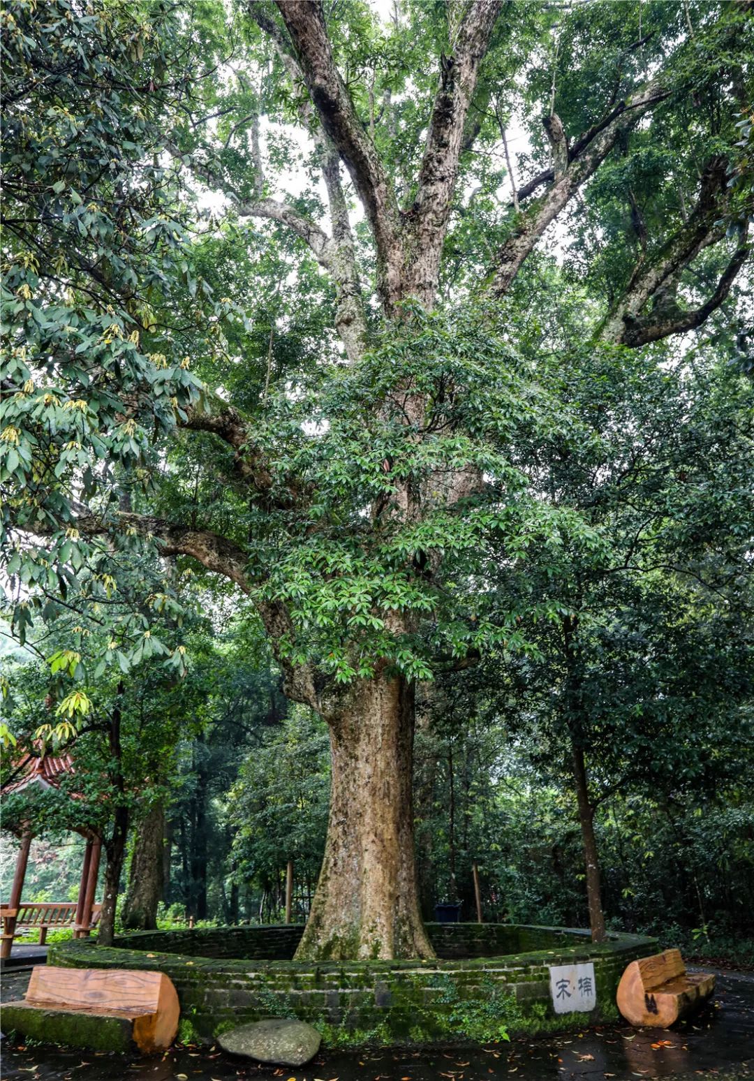 【香椿树摄影图片】小区生态摄影_怀特伍德的摄影博客_太平洋电脑网摄影部落