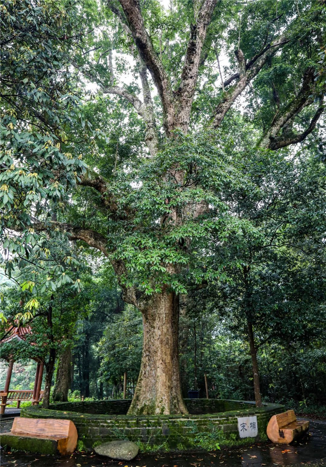 灌木种类大全（10种常见灌木图片介绍） – 碳资讯