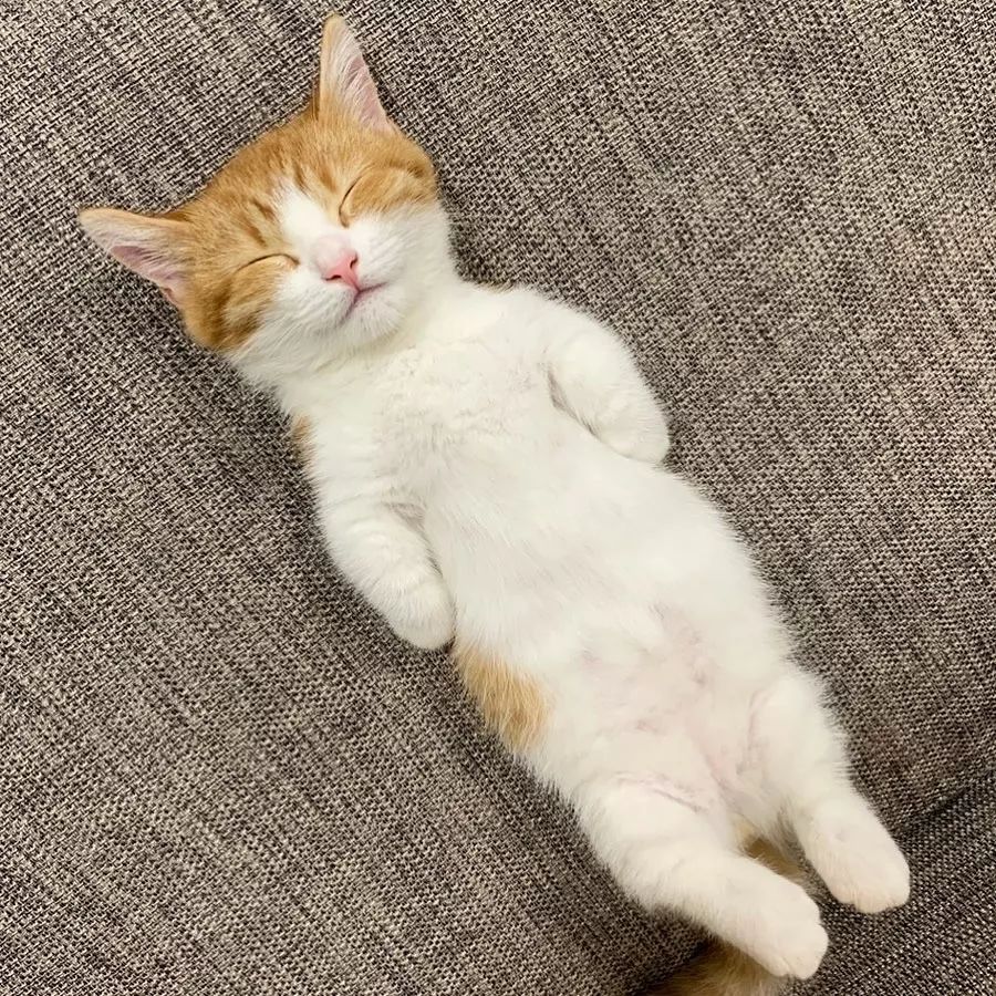 日本一小奶猫成精，睡姿萌化网友